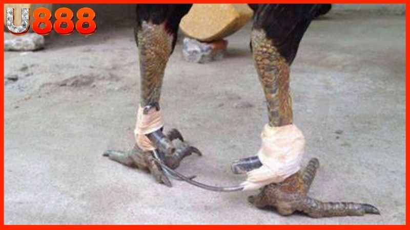 7 bước đảm bảo cách băng cựa gà đá đúng phương pháp