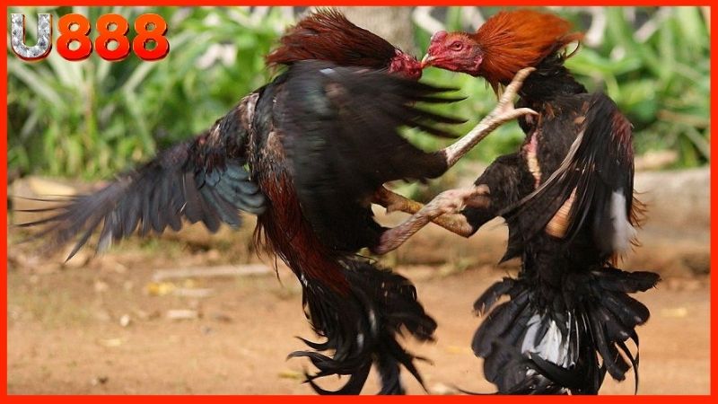 “Bí thuật” xuống cược đá gà có 1-0-2