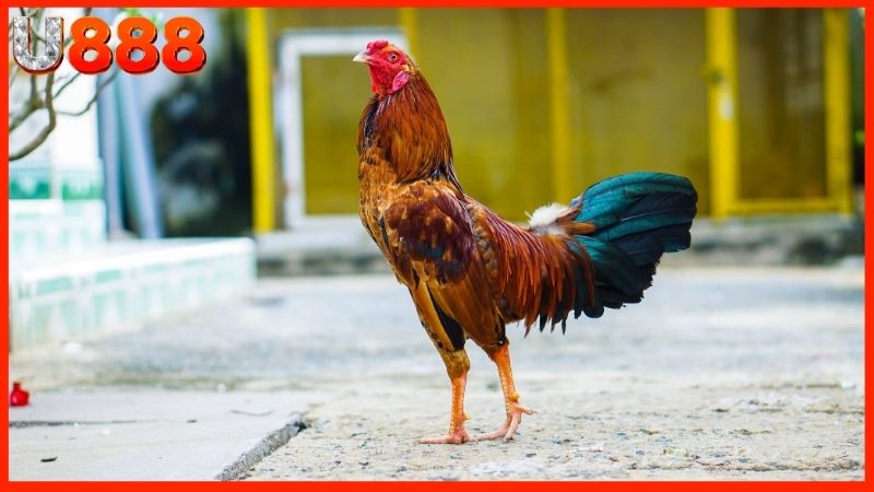 Kinh nghiệm nuôi gà có vảy Song Cúc