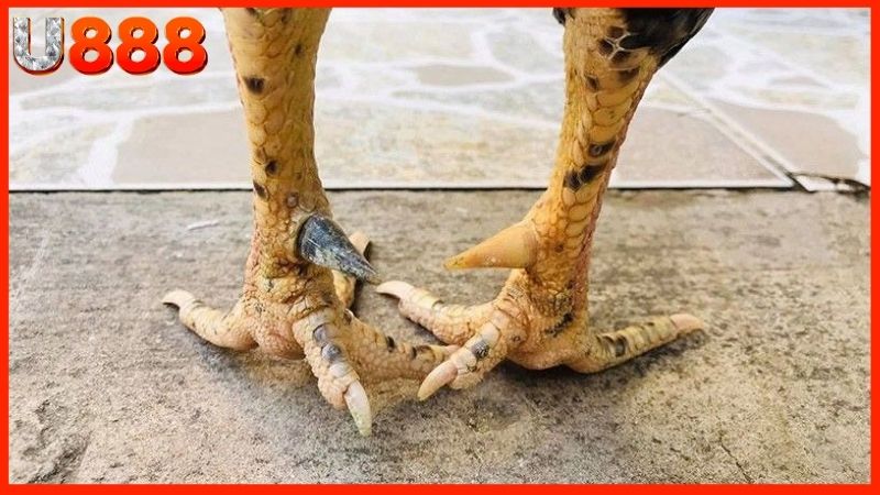 Lưu ý để đảm bảo cách băng cựa gà đá chuẩn