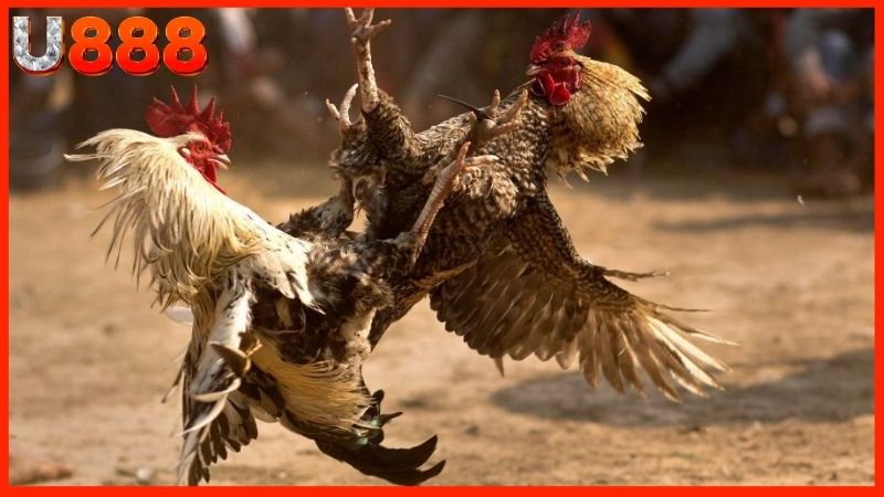 Những lưu ý khi theo dõi các trận gà đá online