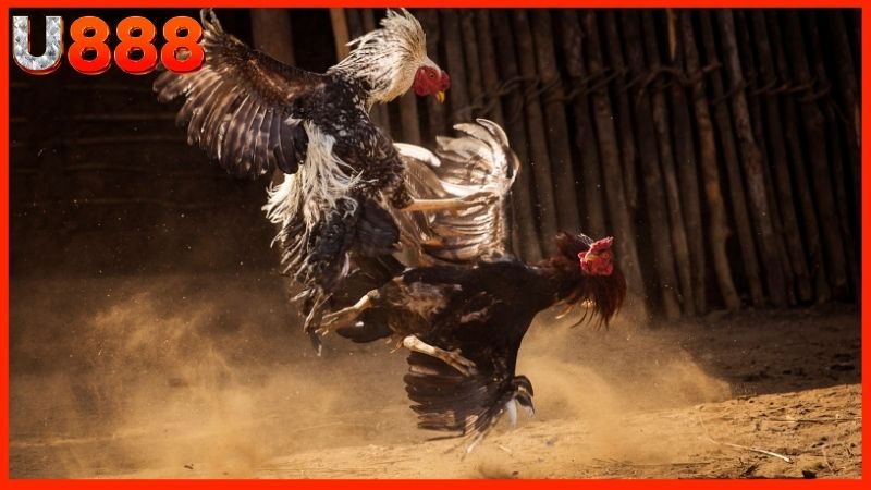 Quy trình diễn ra một trận đá gà u888