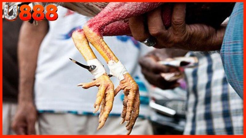 Tầm quan trọng của cách băng cựa gà đá