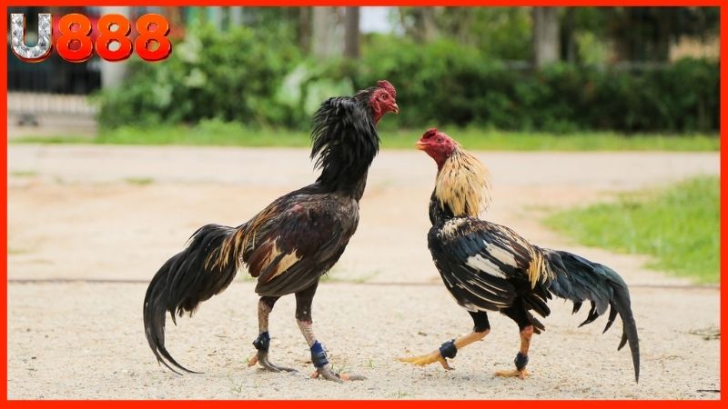 Tận hưởng ưu điểm tuyệt vời chỉ có trong đá gà online