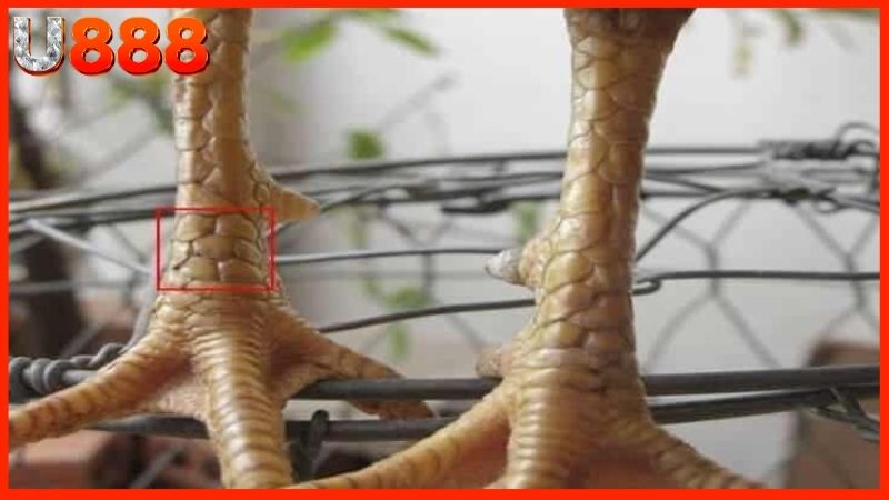 Vảy gà Song Cúc có hình dáng ra sao?
