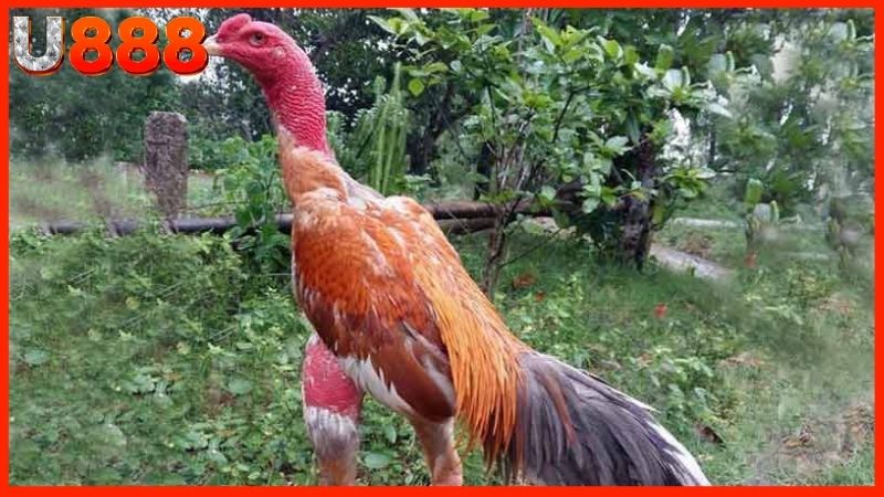 Vảy gà Song Cúc là tốt hay xấu theo nhận định từ chuyên gia