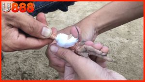 cách băng cựa gà đá