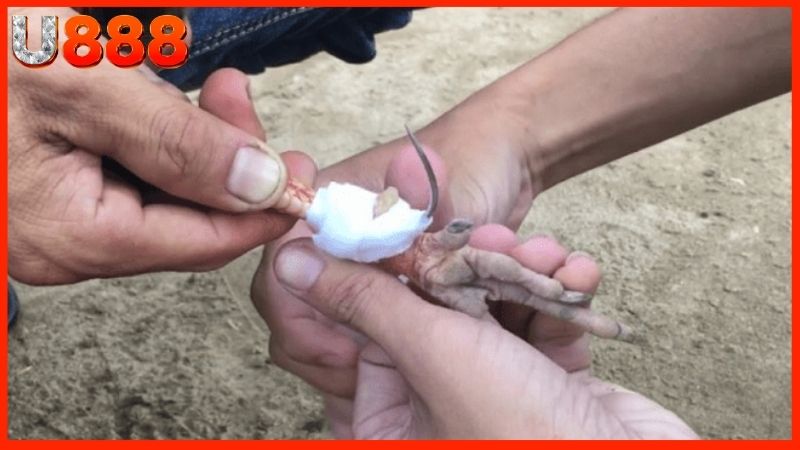 cách băng cựa gà đá