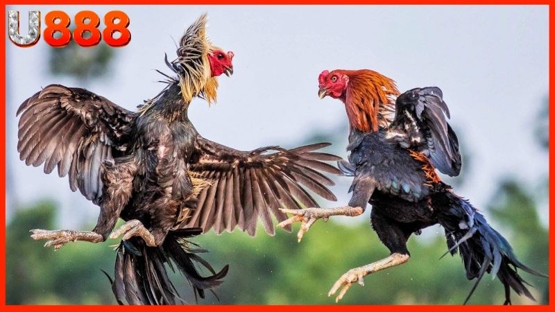 đá gà trực tiếp C1