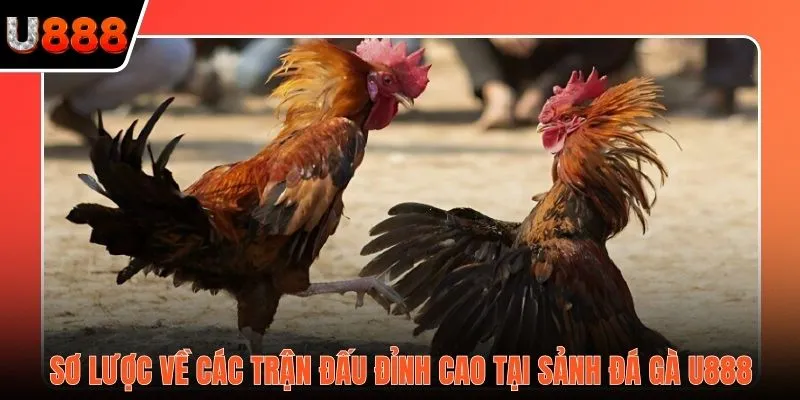 Sơ lược về các trận đấu đỉnh cao tại sảnh đá gà U888
