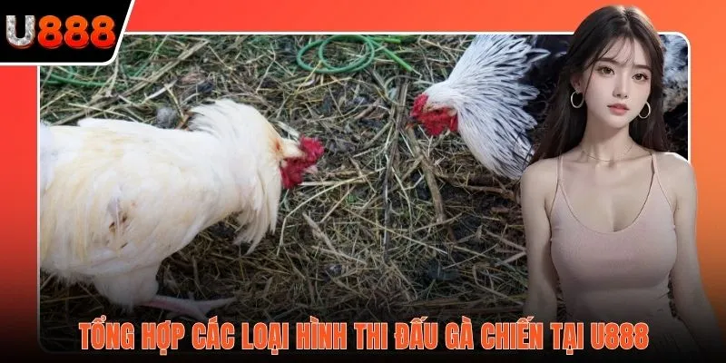 Tổng hợp các loại hình thi đấu gà chiến tại U888